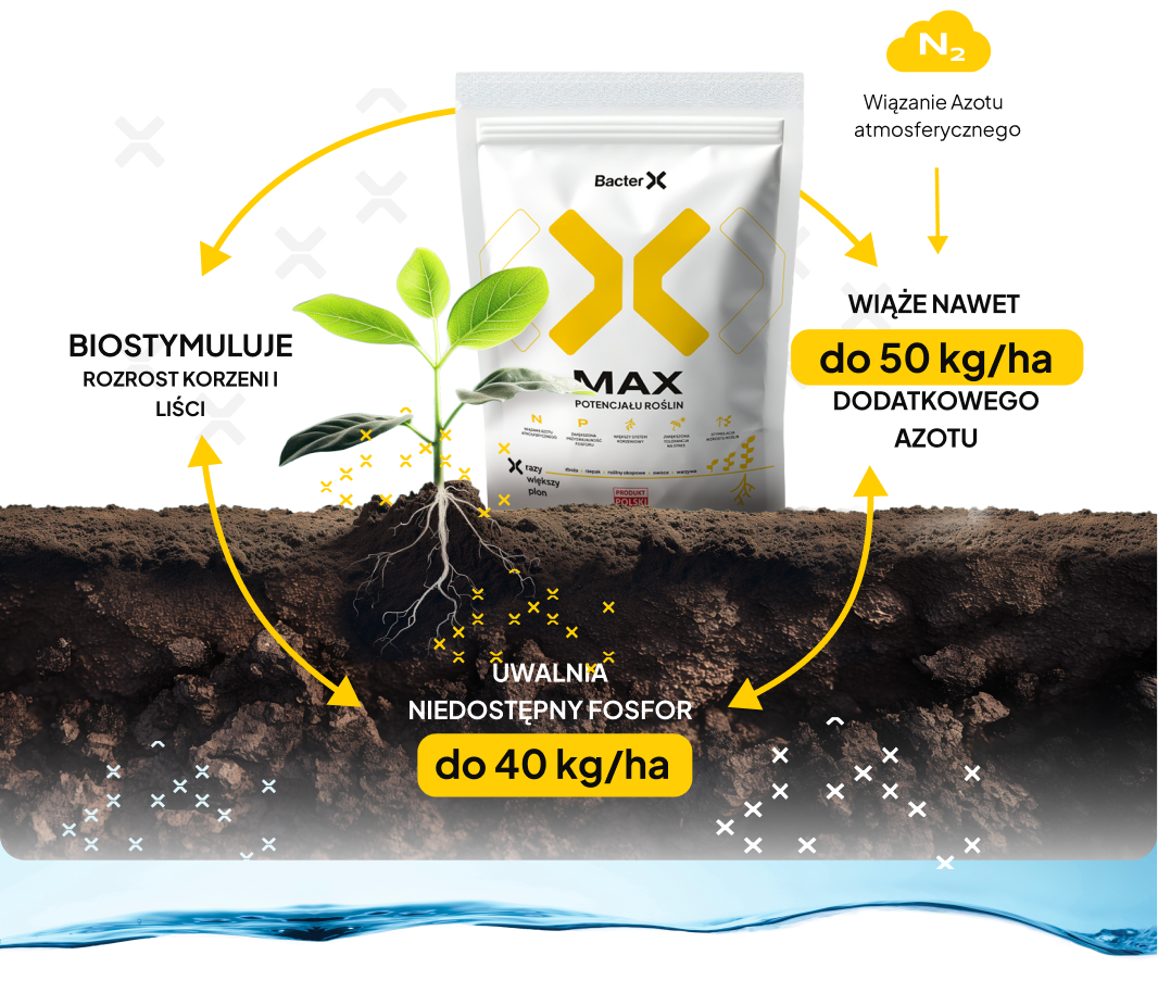 Biostymuluje rozrost korzeni i liści