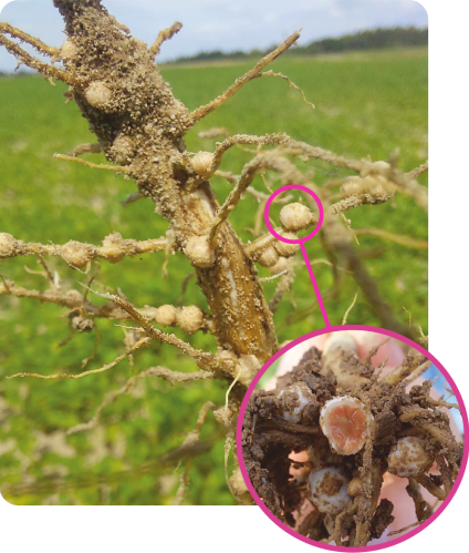 brodawki na korzeniach